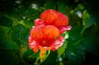 USA, Colorado, Fort Collins. Trumpet flower close-up. Art Print